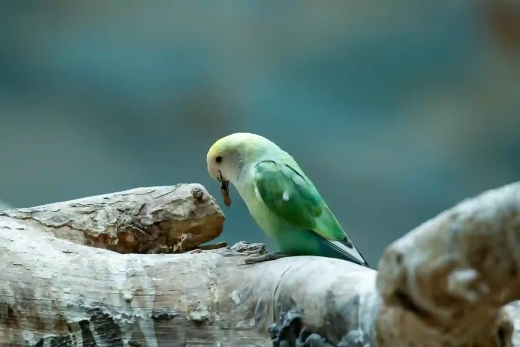 bird